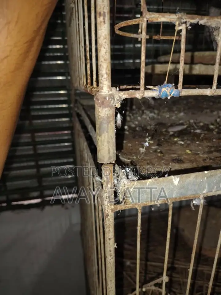 Pigeon Cage. 9 cages
