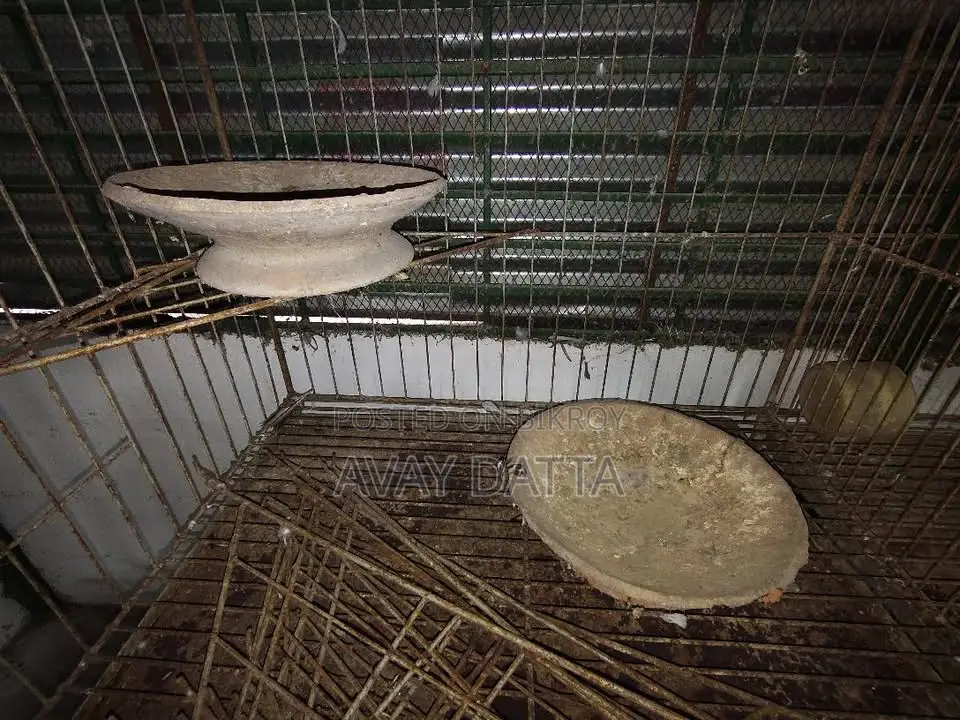 Pigeon Cage. 9 cages