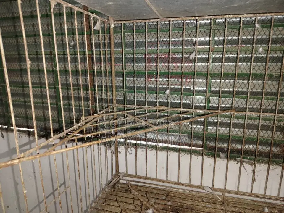 Pigeon Cage. 9 cages