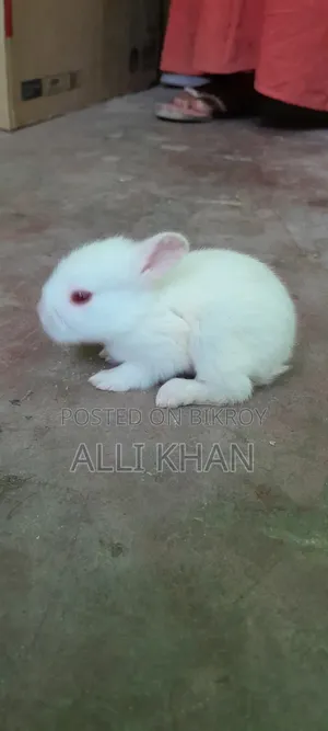 Rabbit baby
