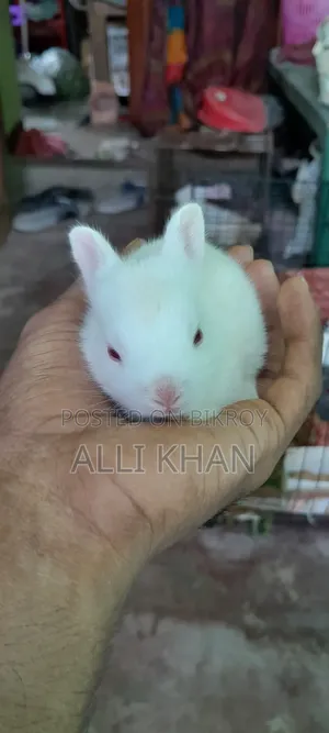 Rabbit baby