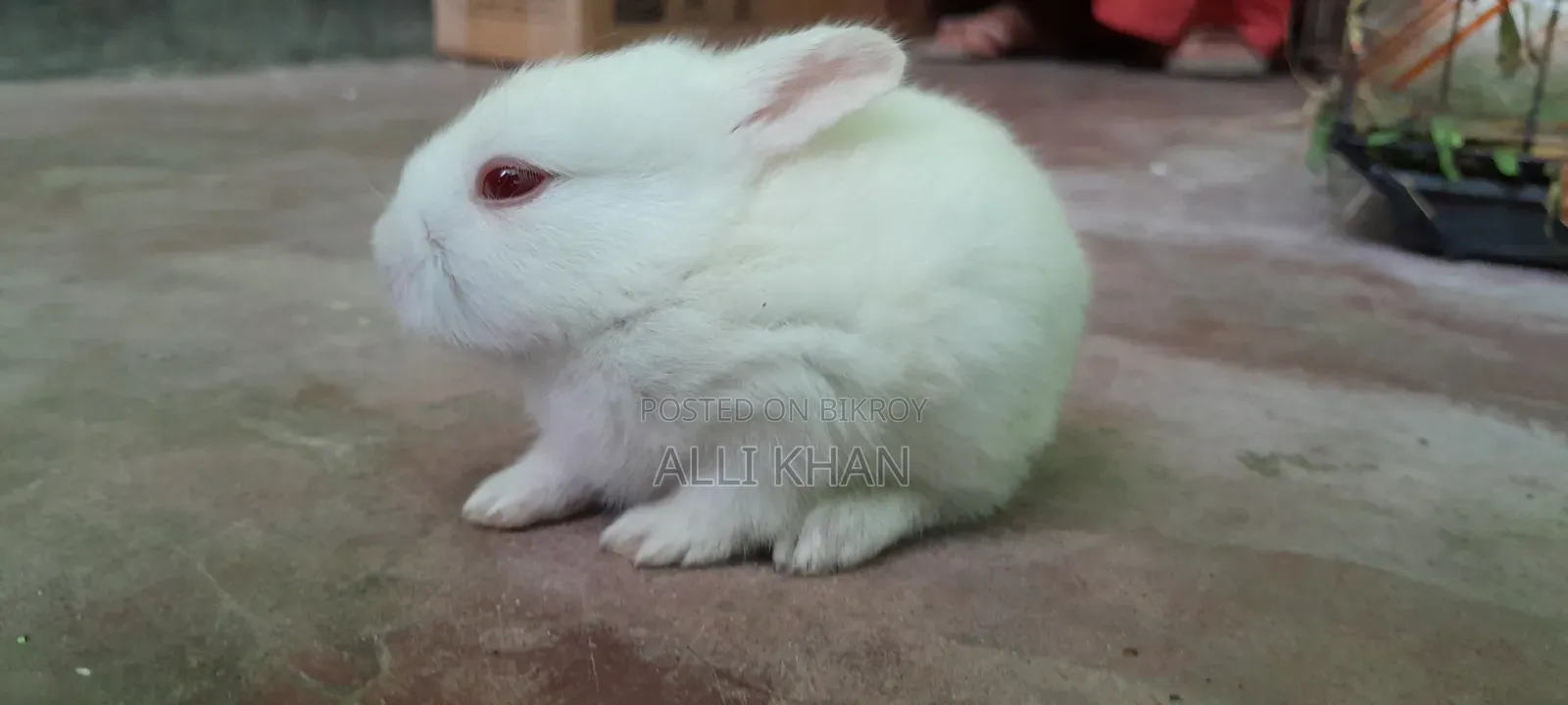 Rabbit baby