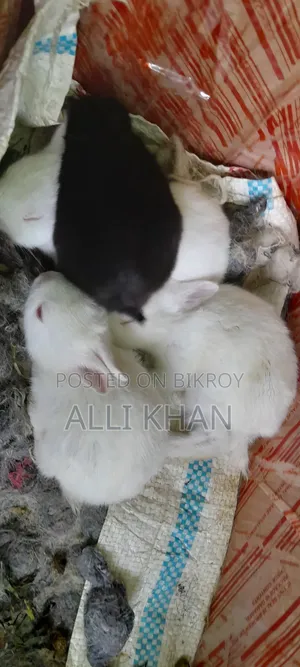 Rabbit baby