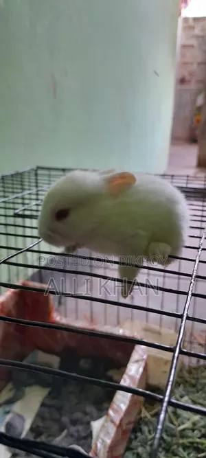 Rabbit baby