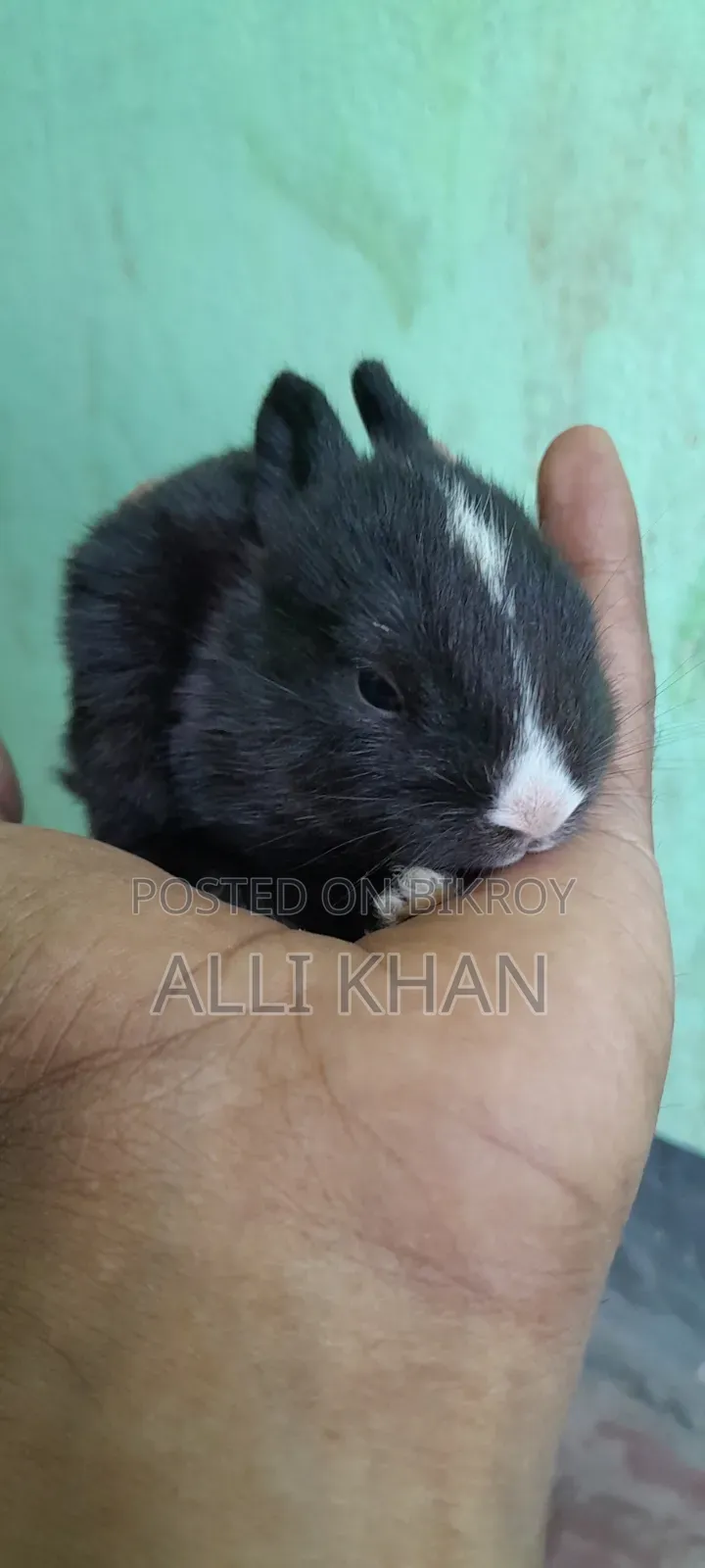 Rabbit baby