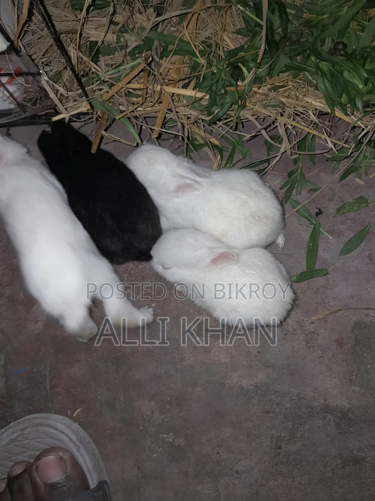 Rabbit baby