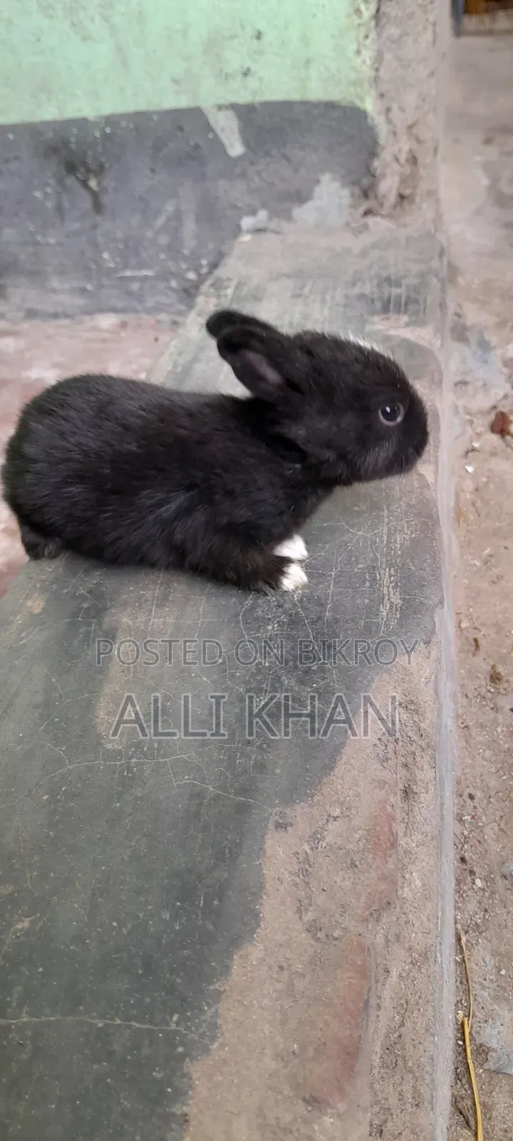 Rabbit baby
