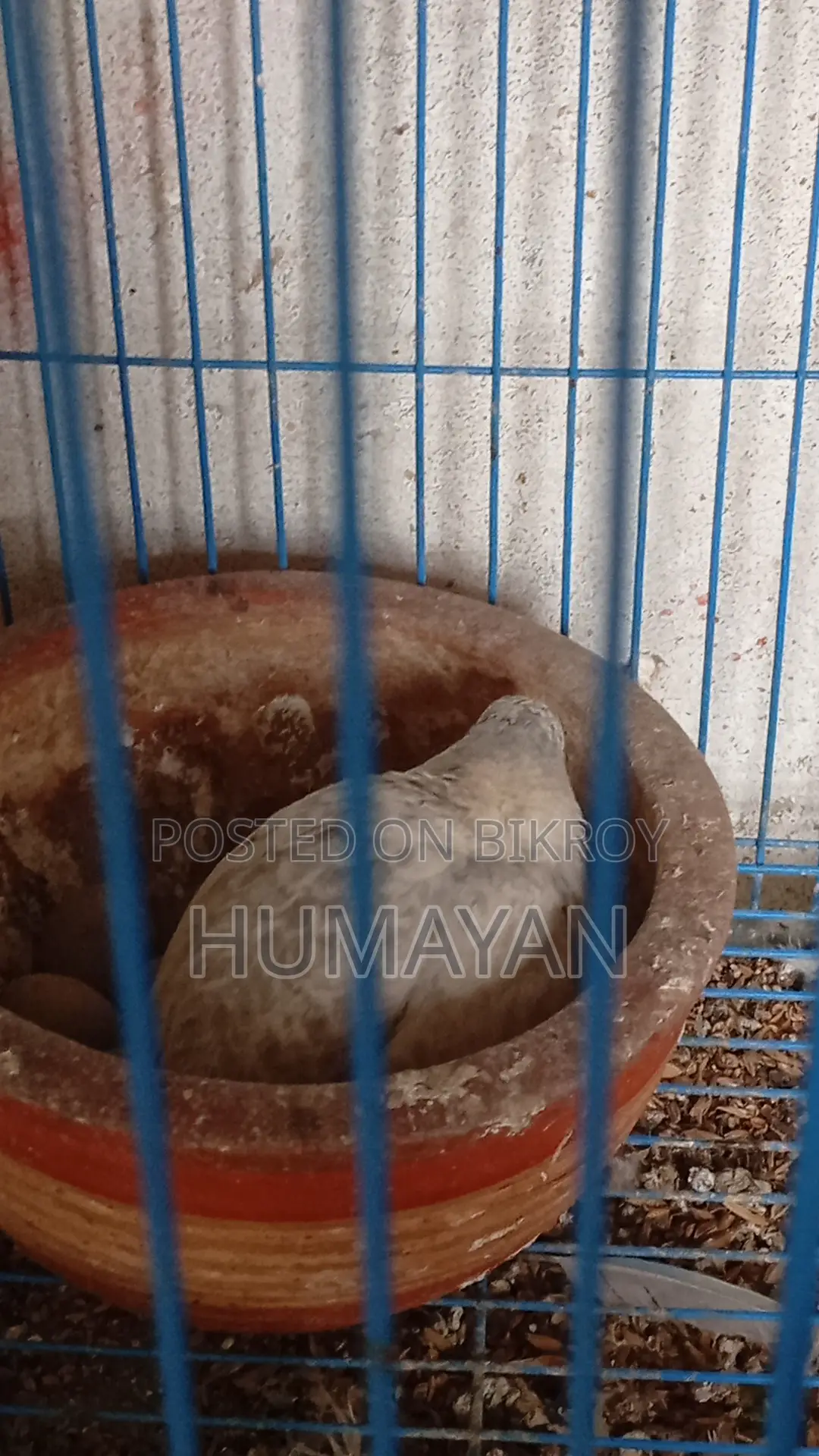 King Quail Breeding Pairs