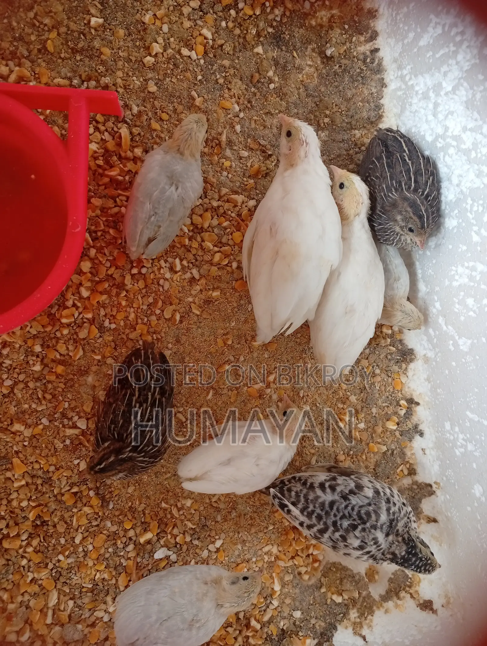 King Quail Breeding Pairs