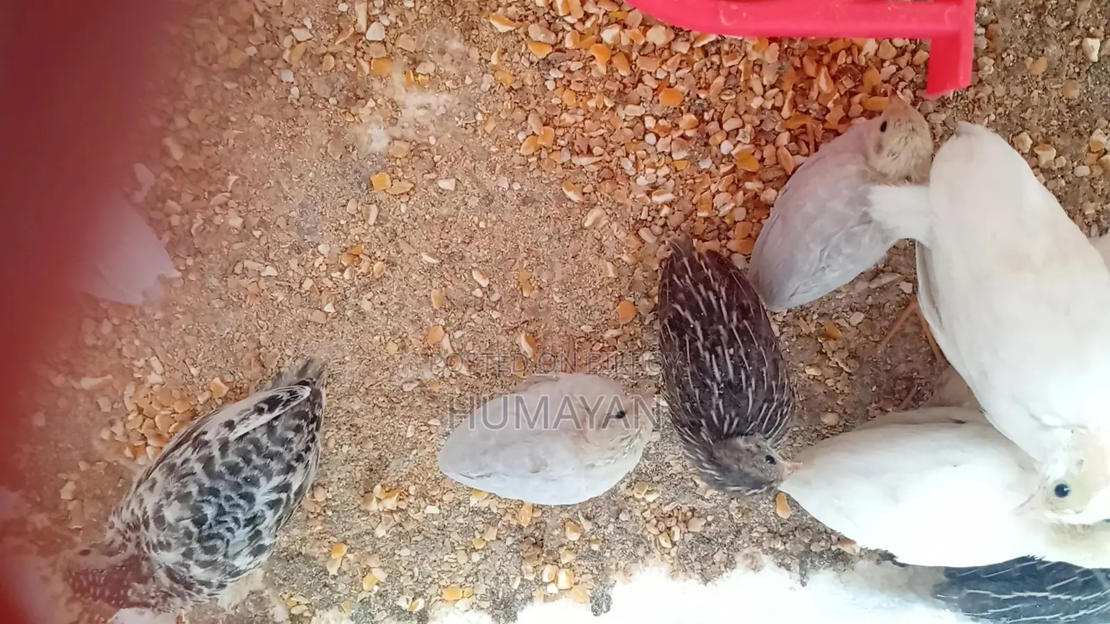 King Quail Breeding Pairs