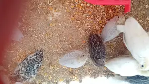 King Quail Breeding Pairs