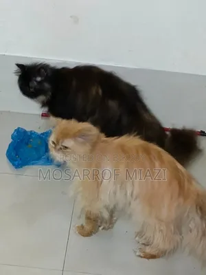 1+ Year Female Purebred Persian