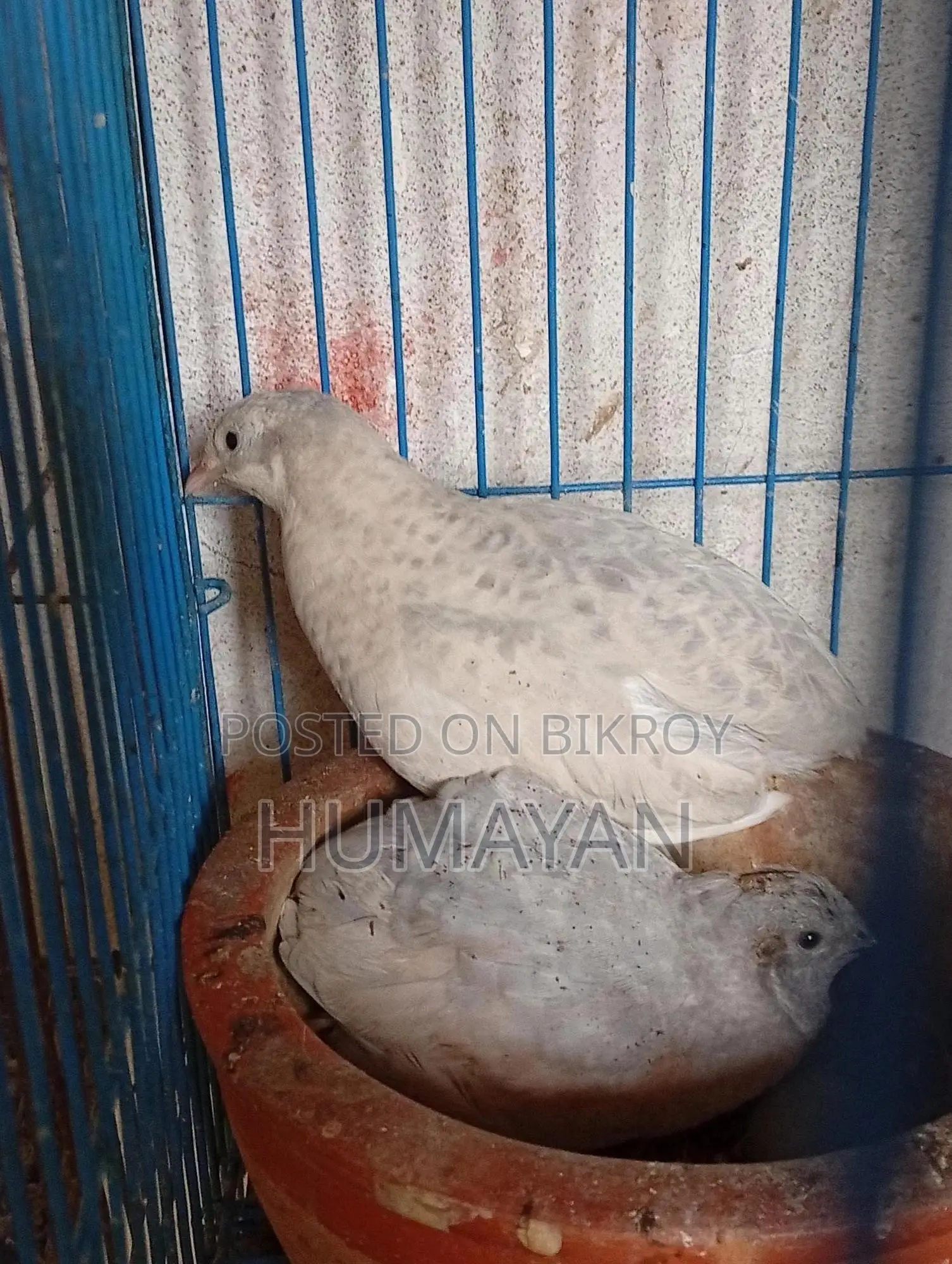 King Quail Breeding Pairs