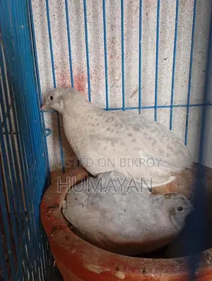King Quail Breeding Pairs