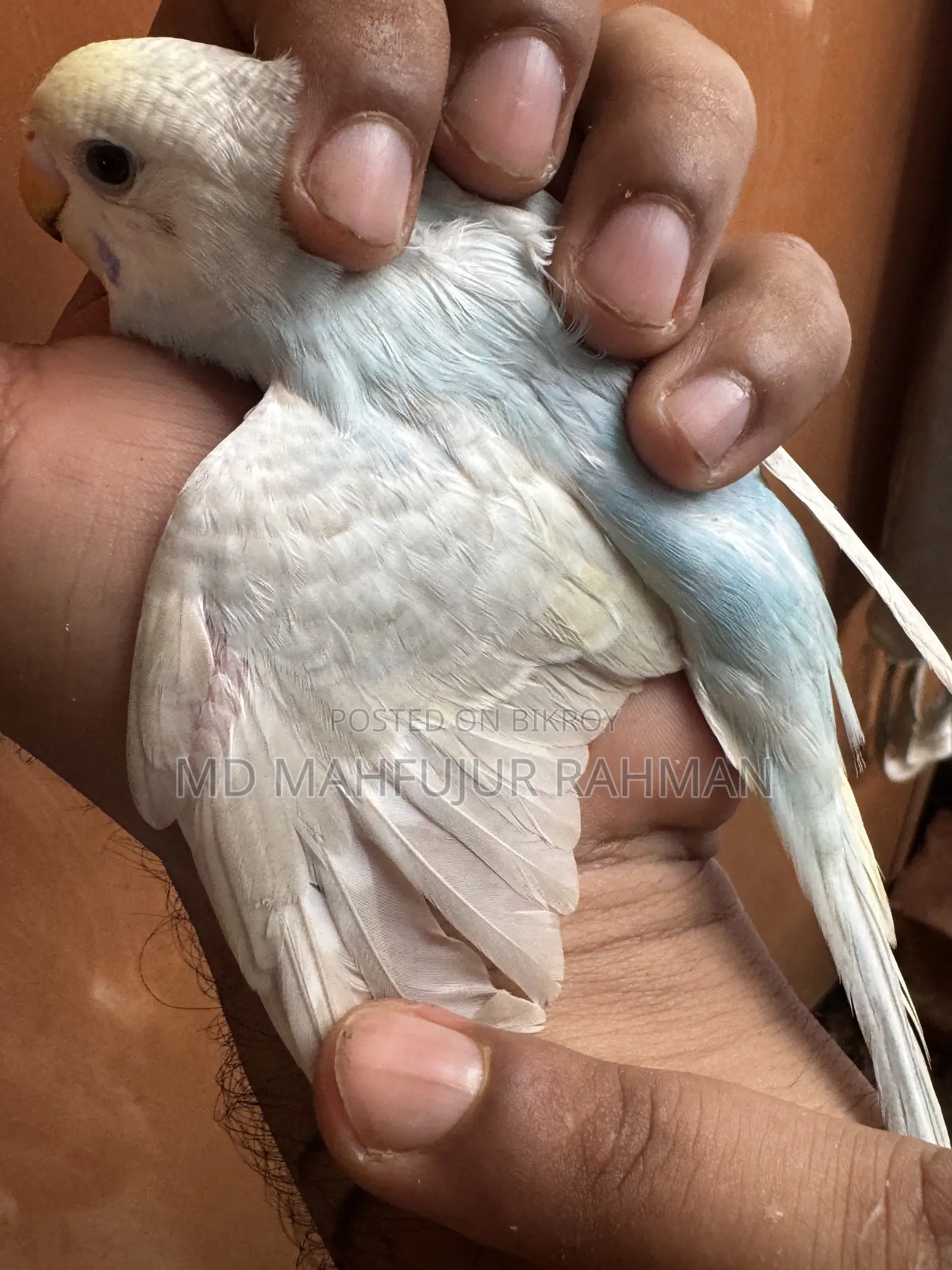 Budgerigar Bird (Bazigar Female 1 Piece)