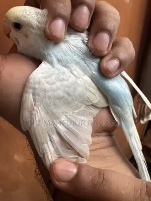 Budgerigar Bird (Bazigar Female 1 Piece)