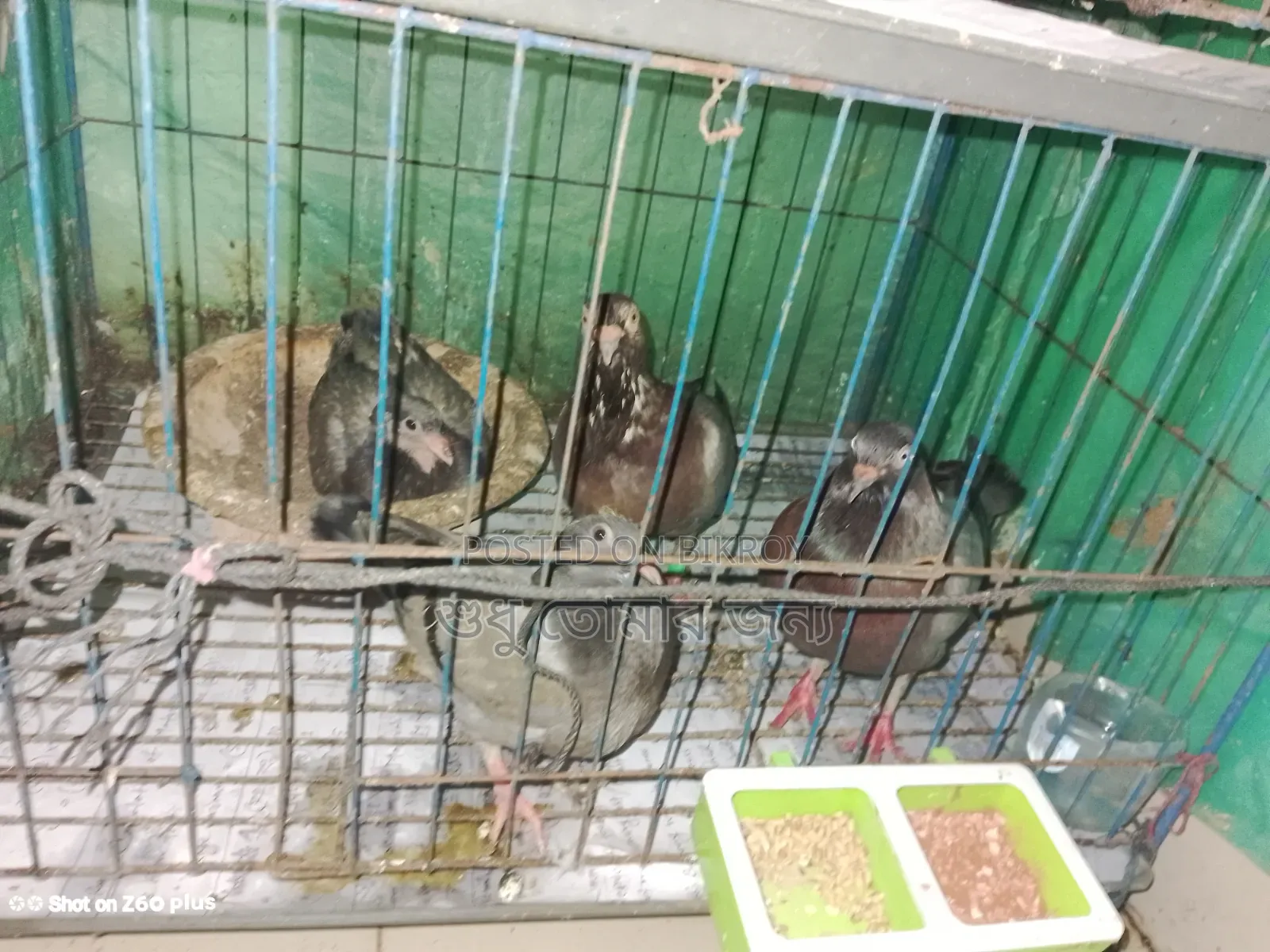 Homa Pigeon Sale