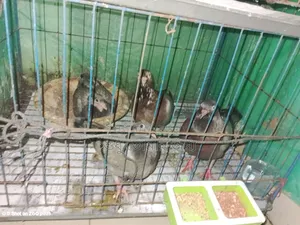 Homa Pigeon Sale