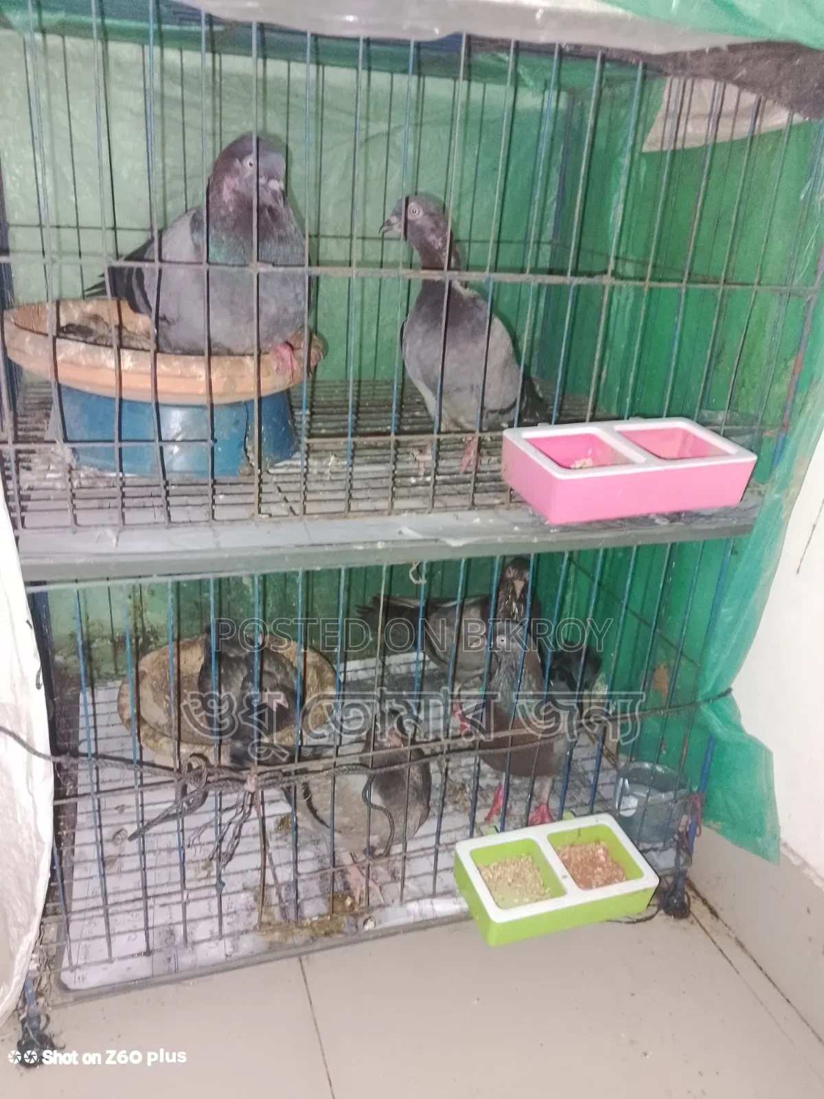 Homa Pigeon Sale