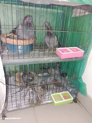 Homa Pigeon Sale