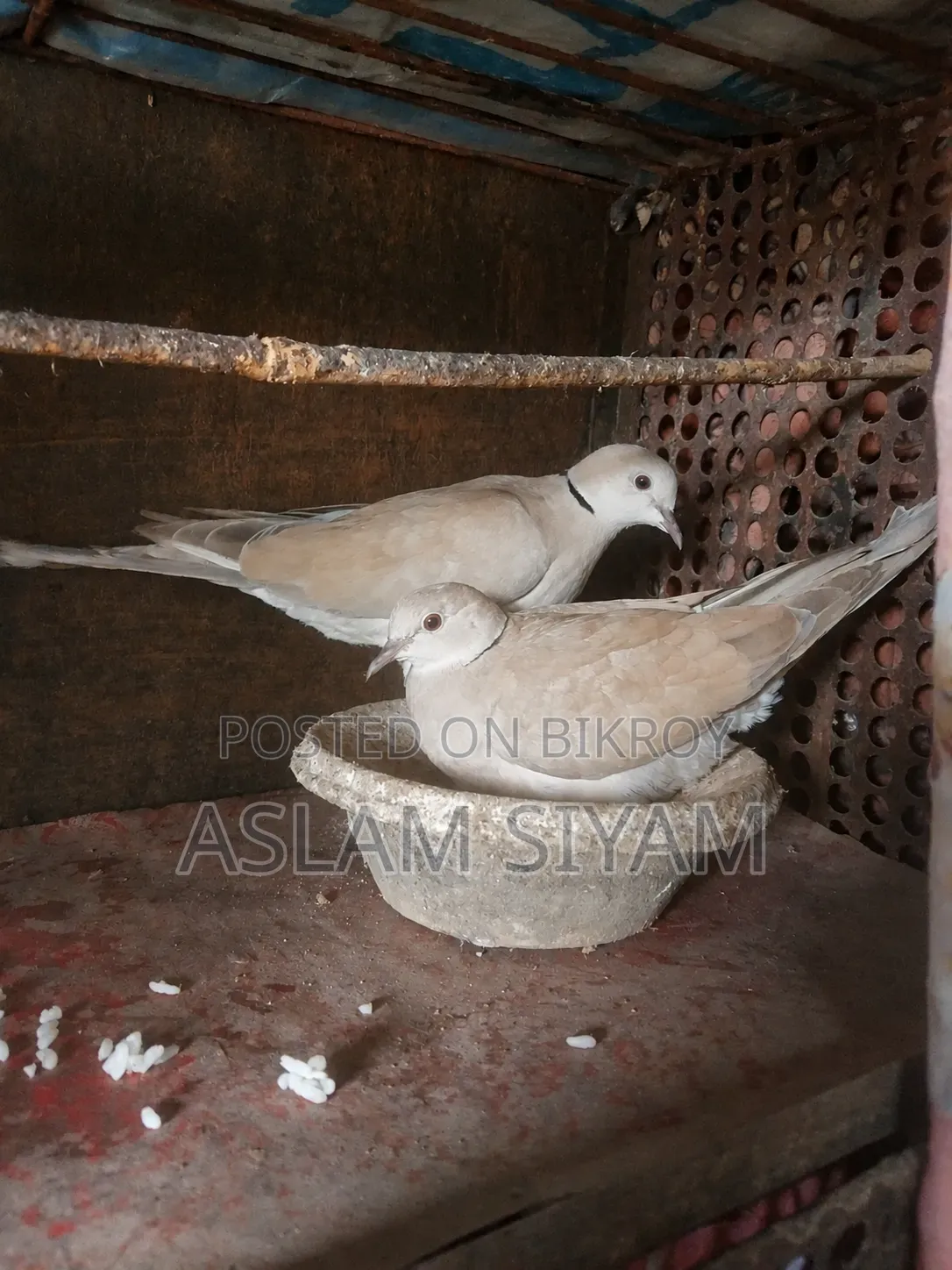 Sales Advertisement – Australian Dove (Pair)