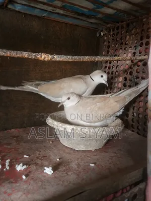 বিক্রয় বিজ্ঞাপন – অস্ট্রেলিয়ান ঘুঘু (Pair)