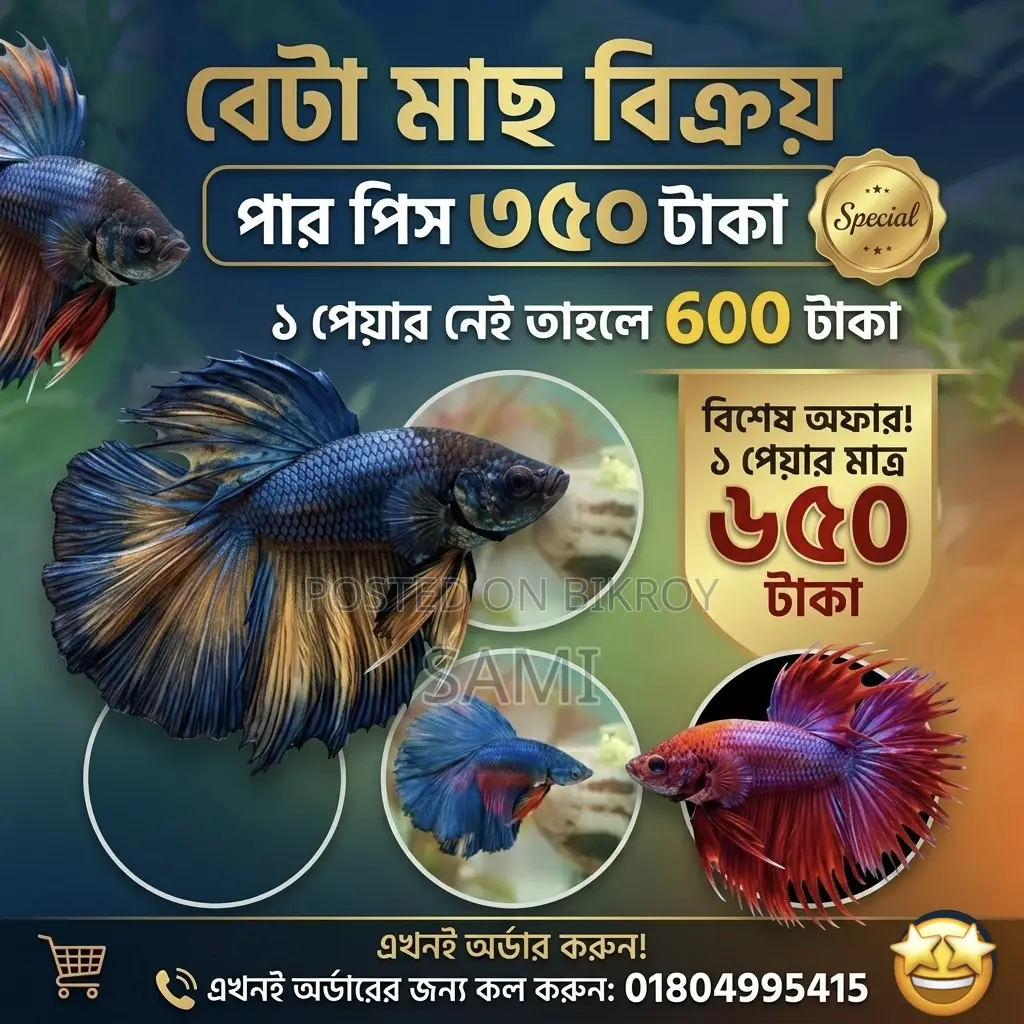 Premium High-quality Rosetail Betta Fish For Sale!