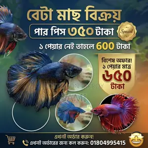 Premium High-quality Rosetail Betta Fish For Sale!