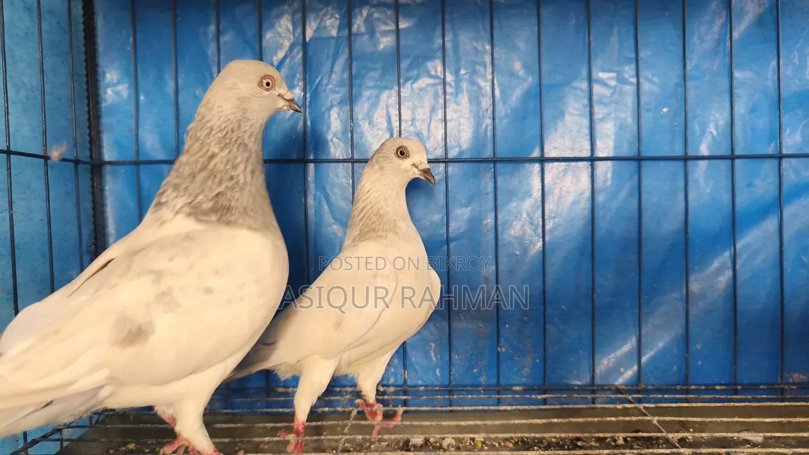 Khaki pigeon running pair