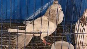 Khaki pigeon running pair