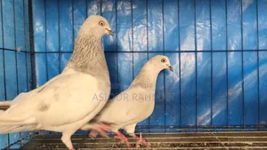 Khaki pigeon running pair