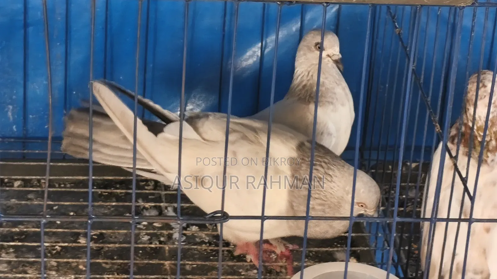Khaki pigeon running pair