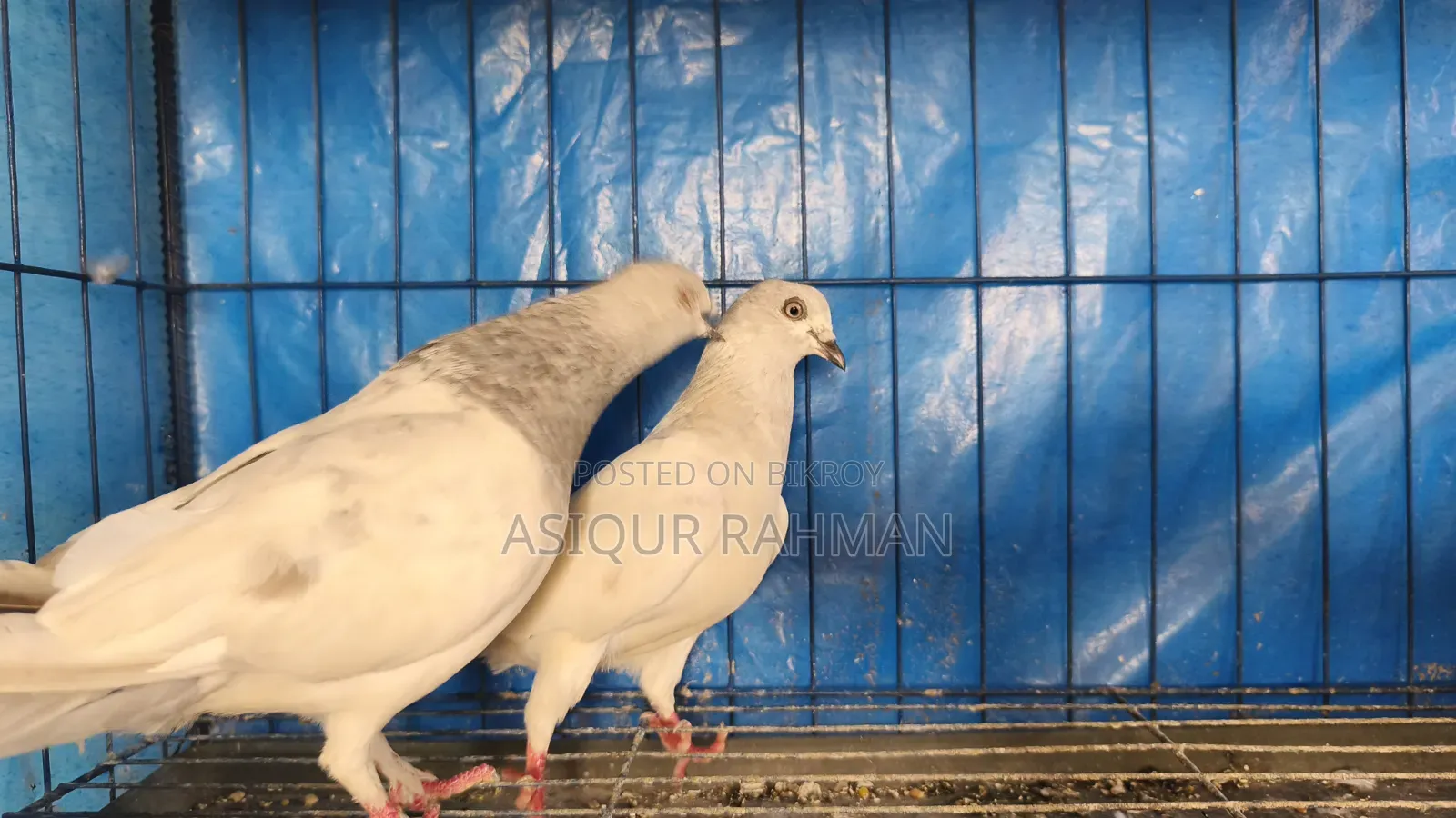 Khaki pigeon running pair