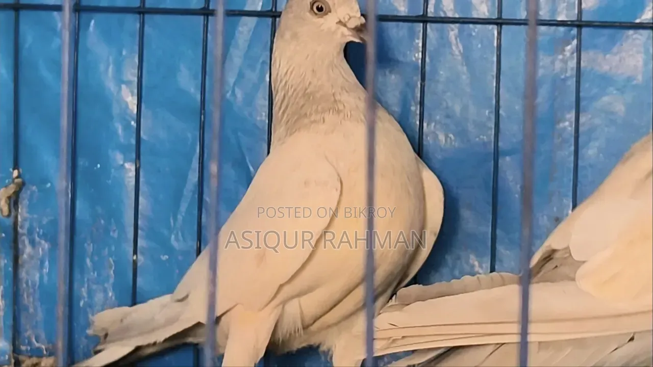Khaki pigeon running pair