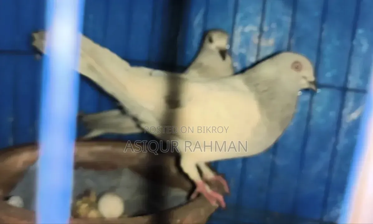 Khaki pigeon running pair