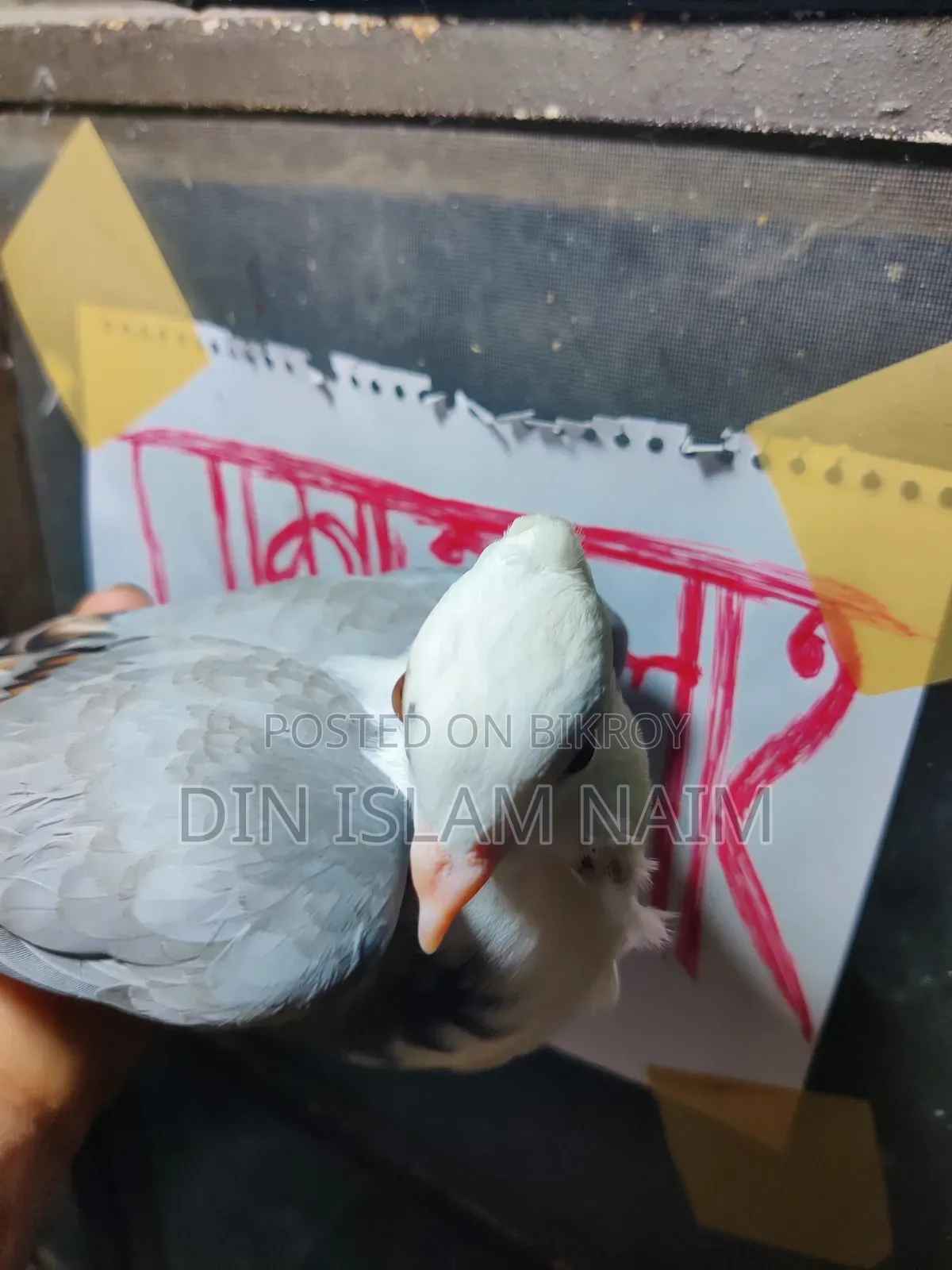 ব্লু‌ সার্টিন রানিং জোড়া
