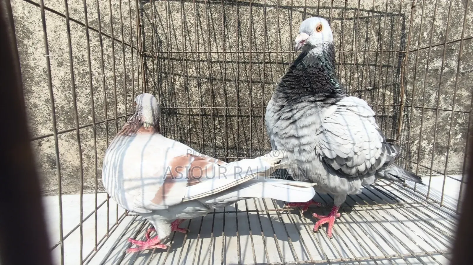 Grizel Male and Milli Female