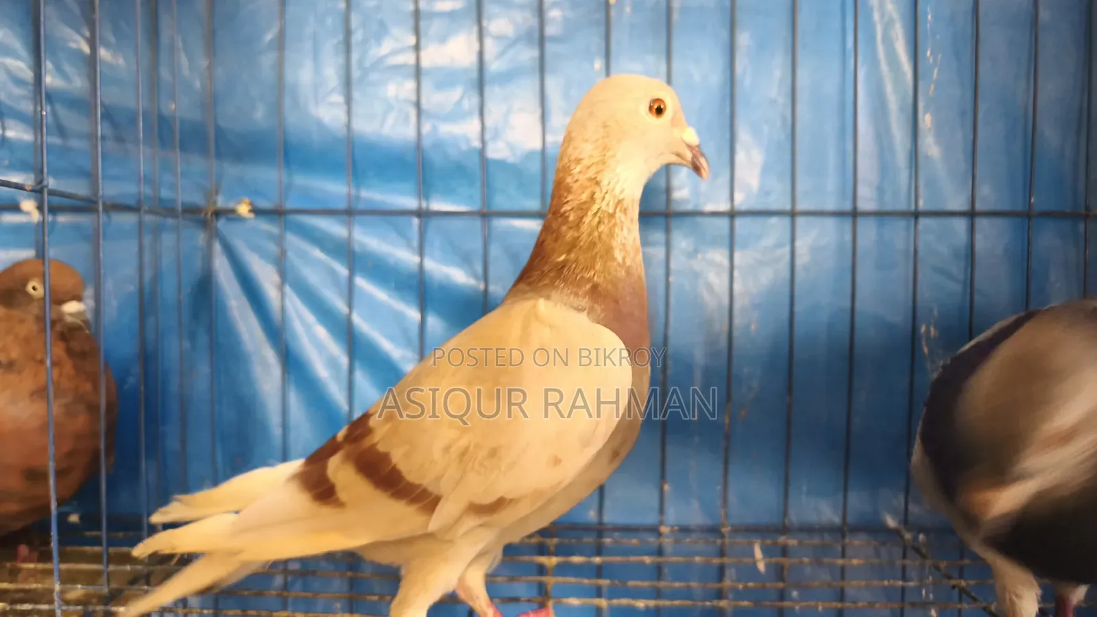 Grizel Male and Milli Female