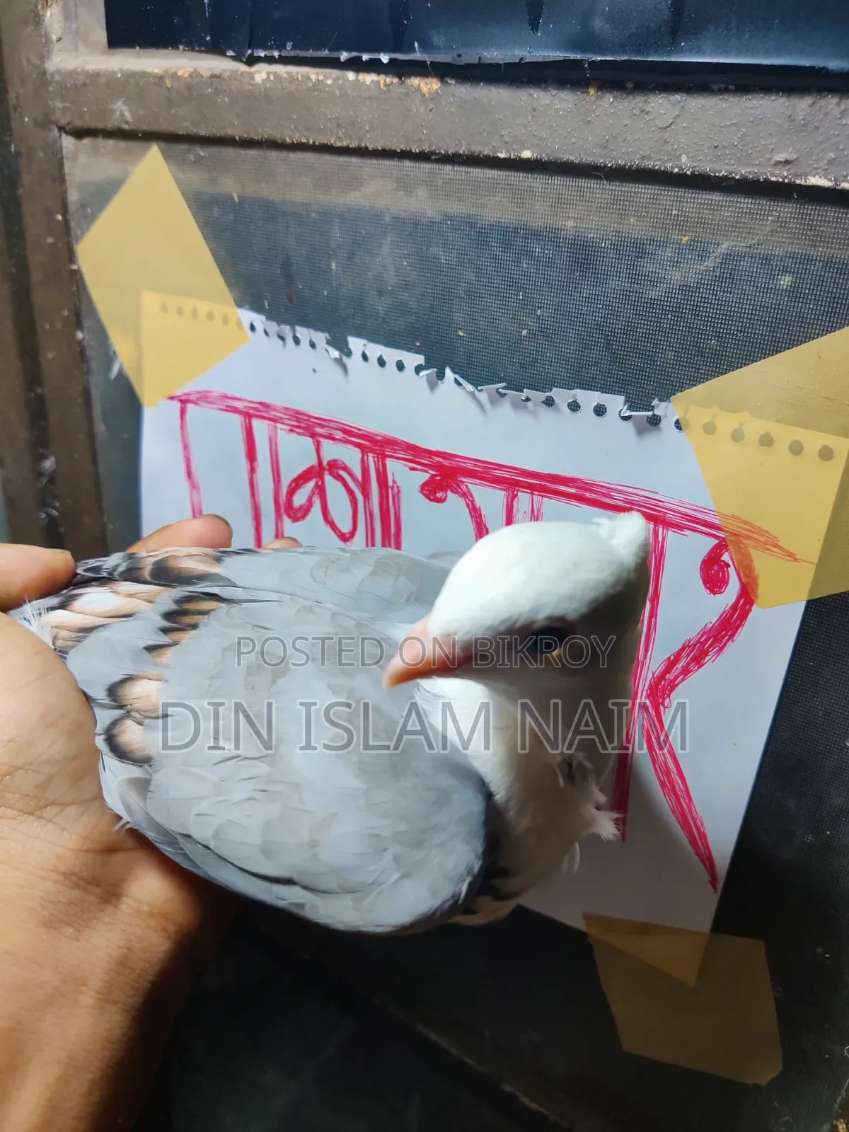 ব্লু‌ সার্টিন রানিং জোড়া