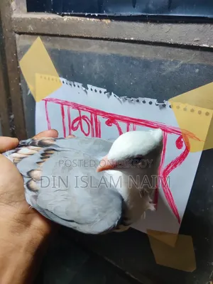 ব্লু‌ সার্টিন রানিং জোড়া