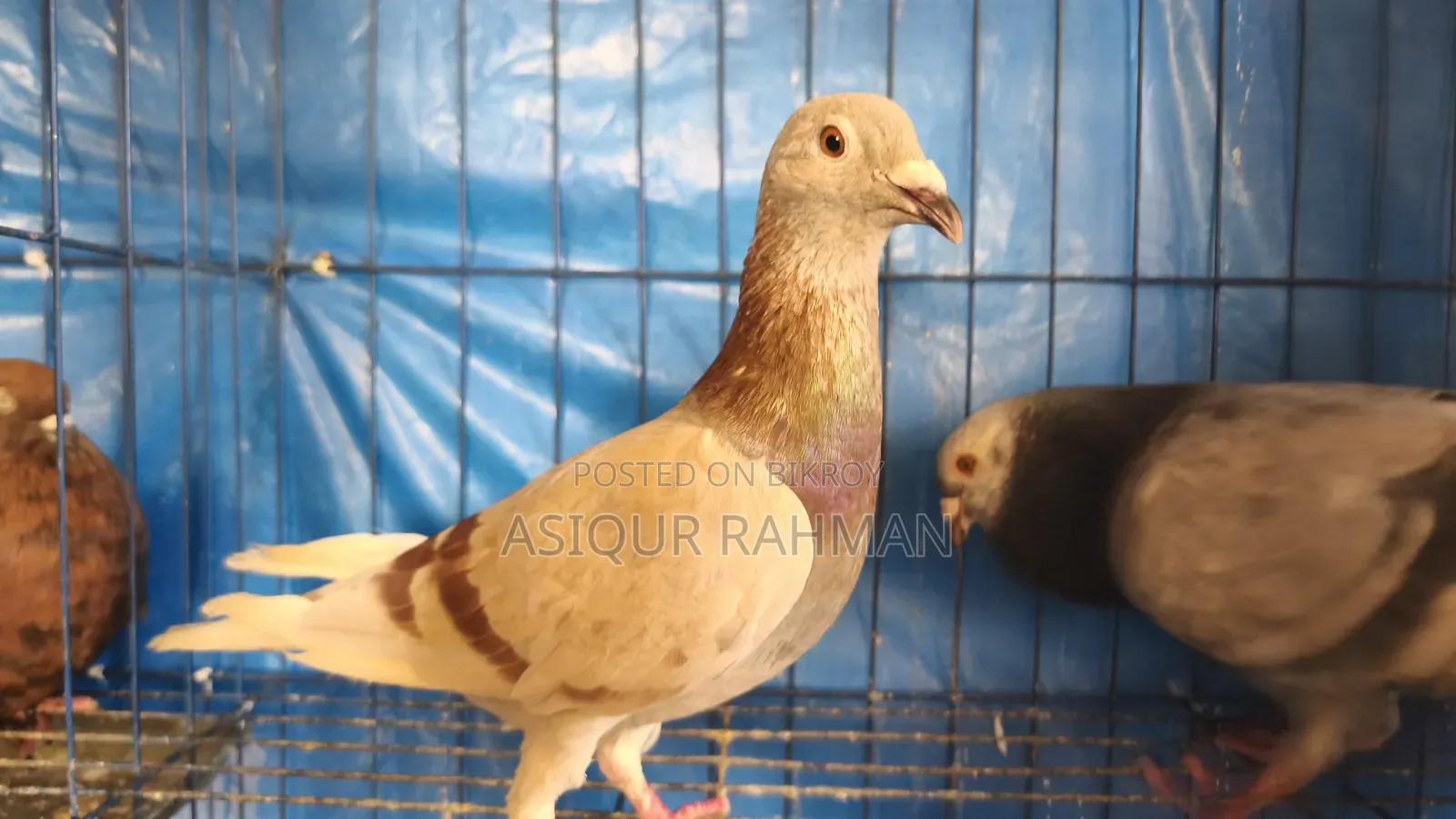 Grizel Male and Milli Female