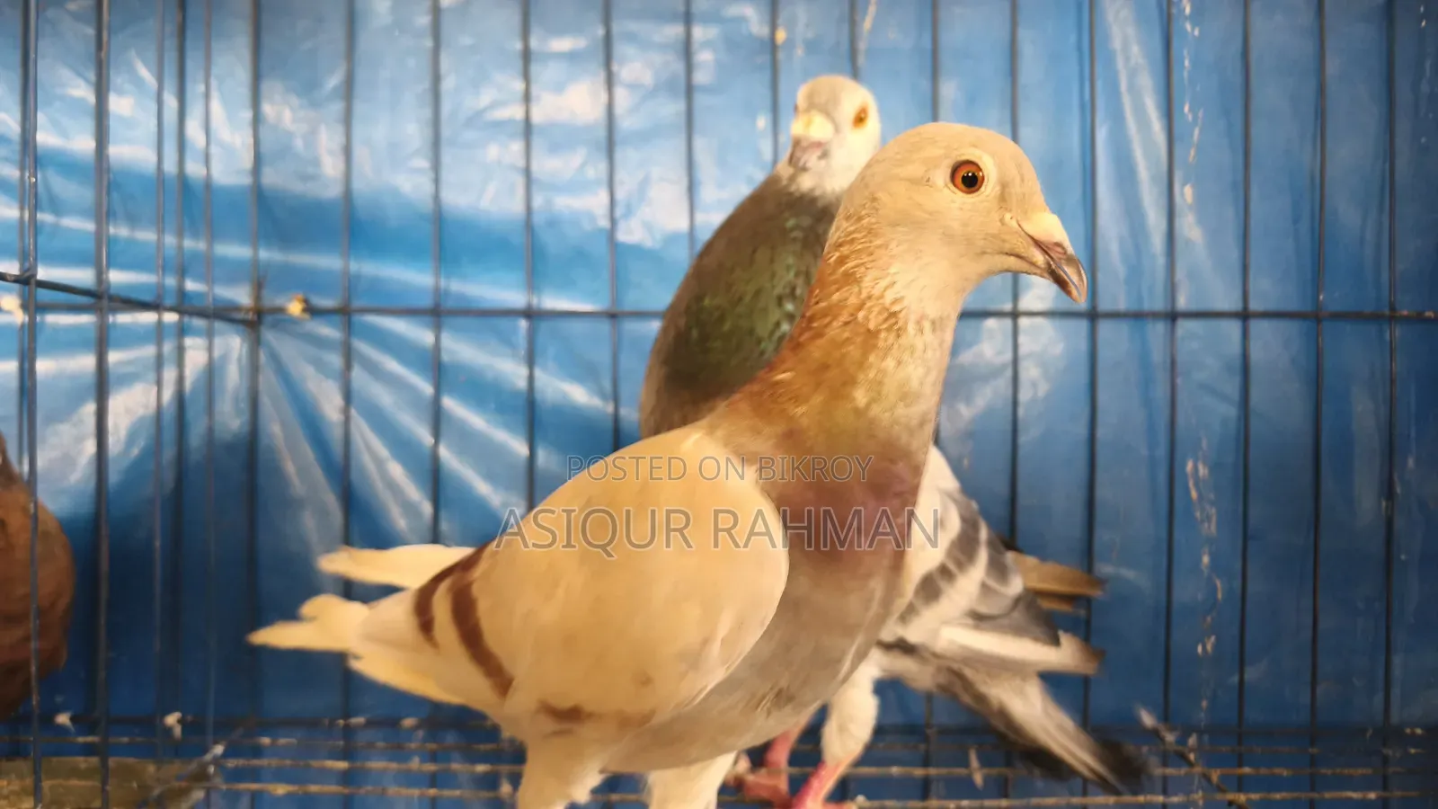 Grizel Male and Milli Female