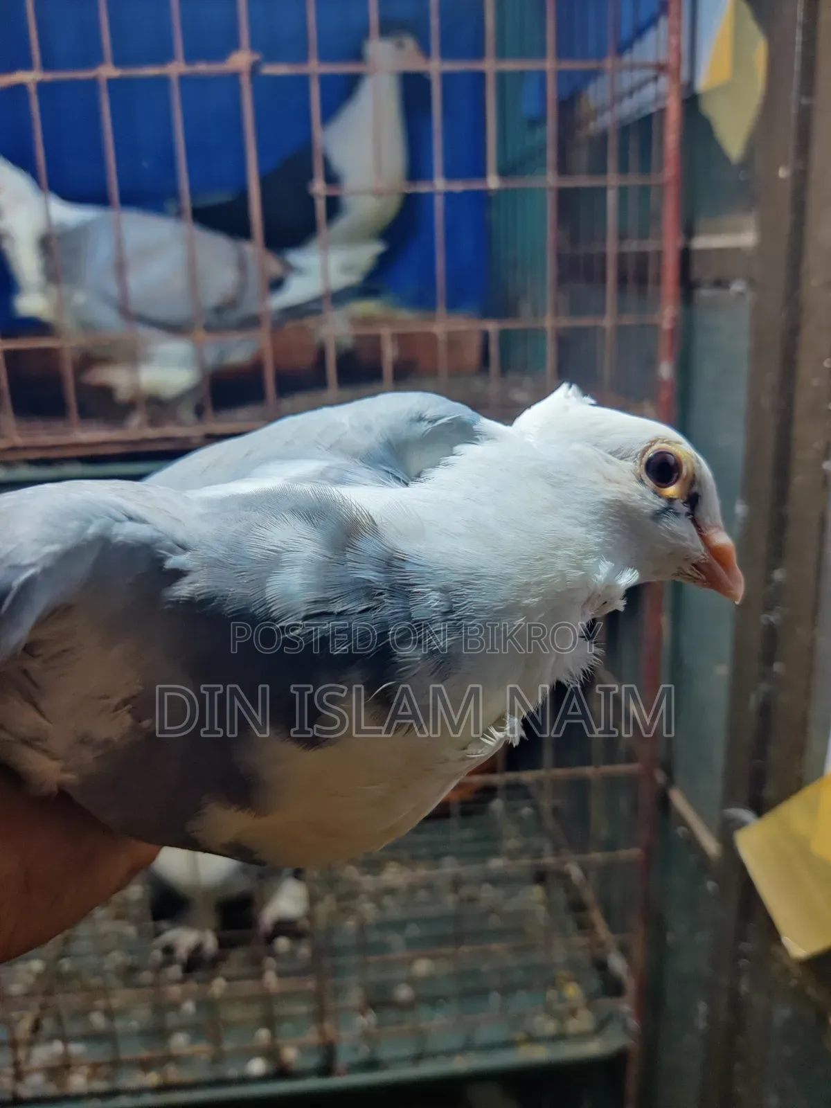 ব্লু‌ সার্টিন রানিং জোড়া