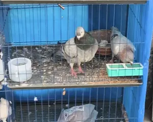 Grizel Male and Milli Female