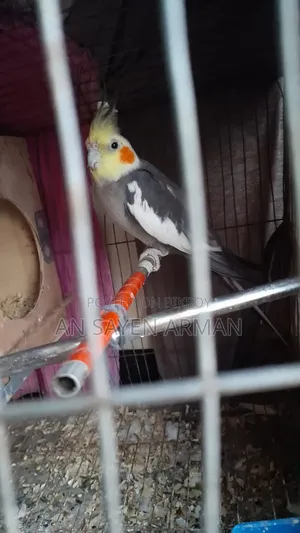 Cockatiel 1 Pair