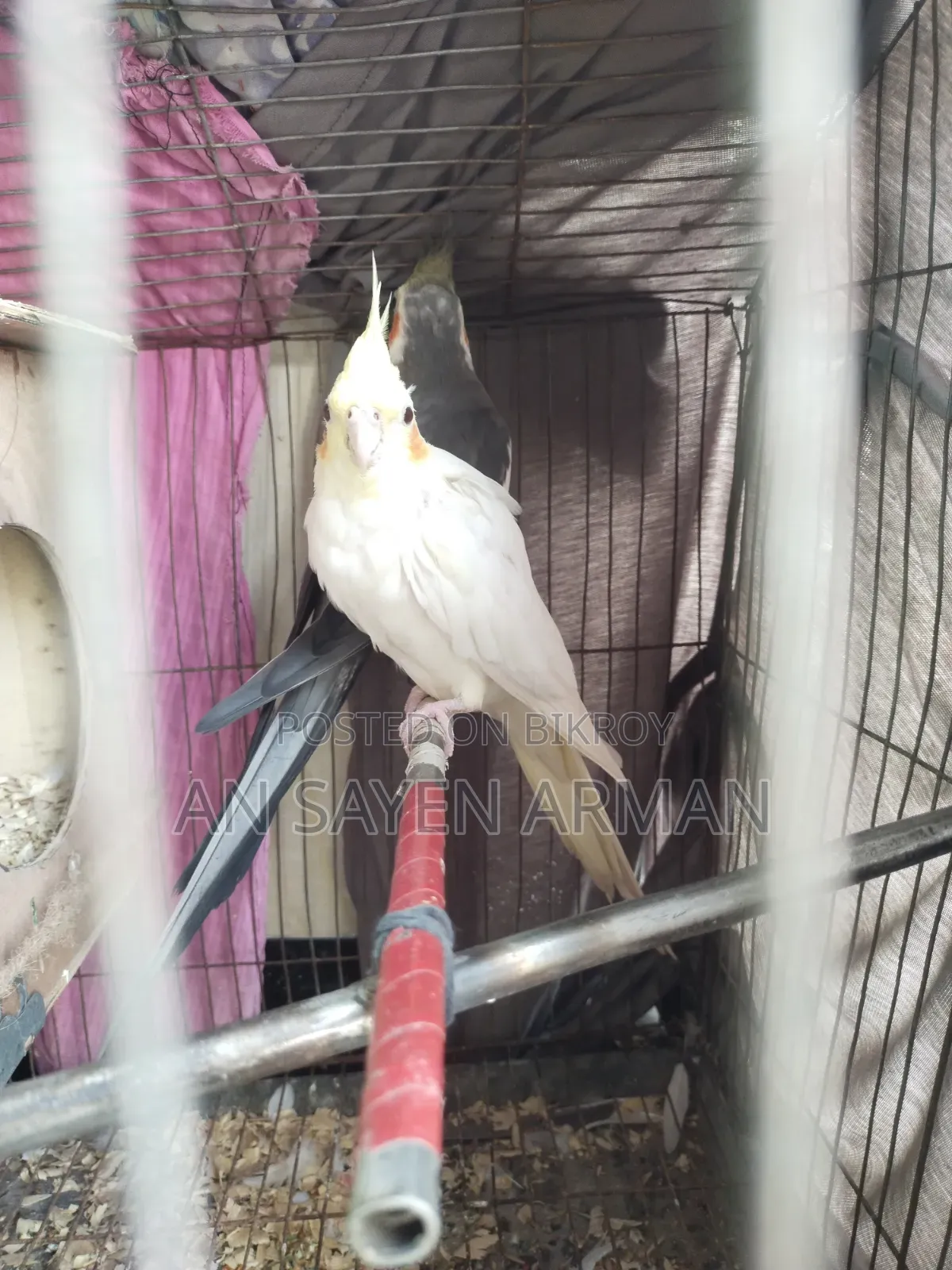 Cockatiel 1 Pair