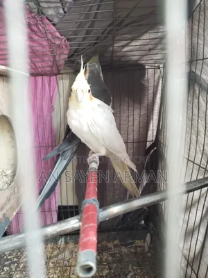 Cockatiel 1 Pair