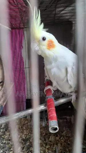 Cockatiel 1 Pair