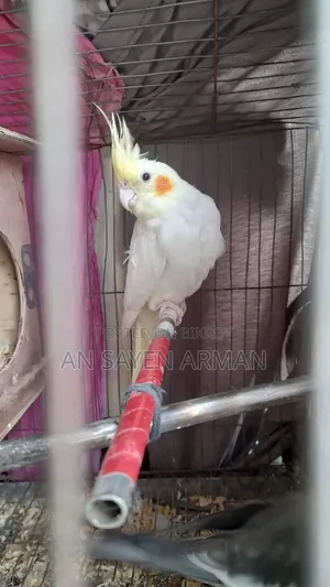 Cockatiel 1 Pair