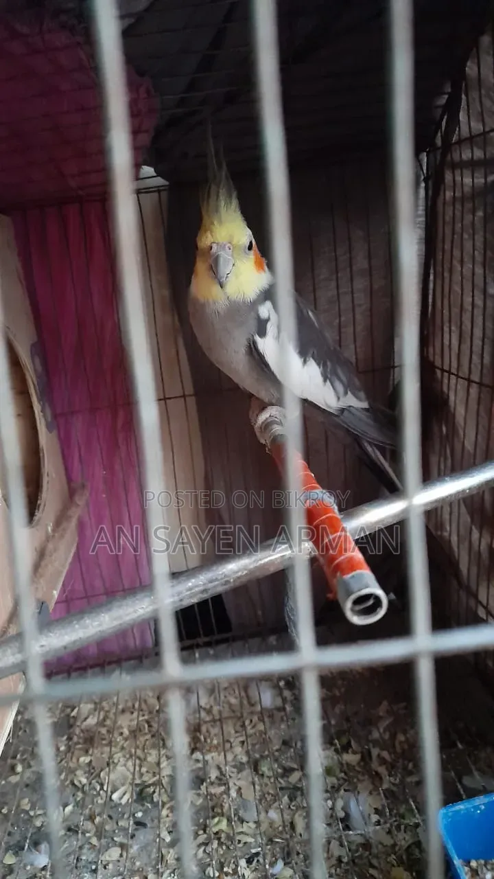 Cockatiel 1 Pair